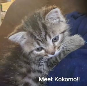 Meet your Posher, Karen